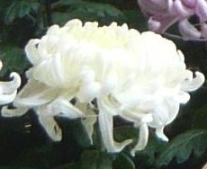 blanc02.jpg