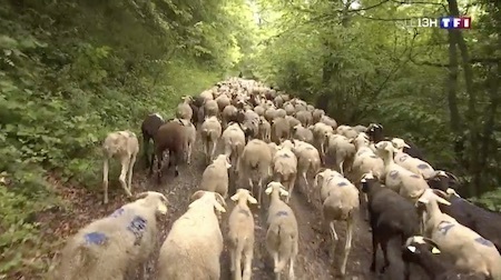 tranhumance.jpg